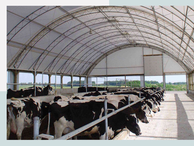 Тентовые коровники в Орле